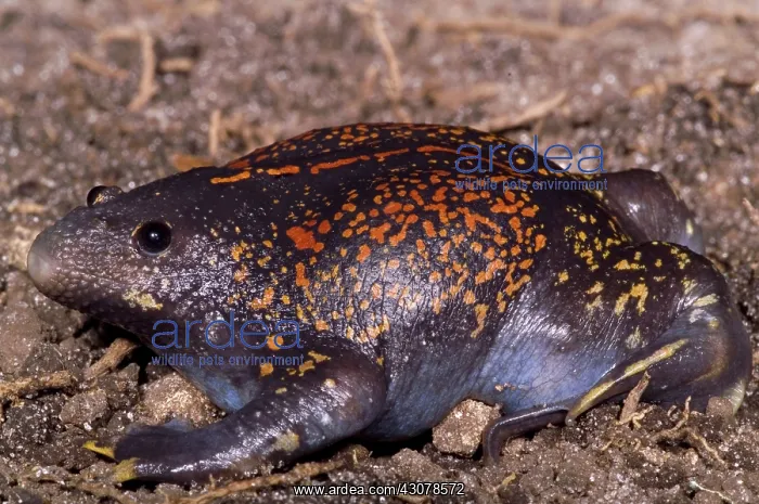 : Mexican Burrowing Toad : Mexican Burrowing Toad