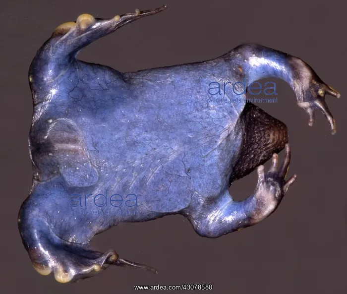 : Mexican Burrowing Toad : Mexican Burrowing Toad