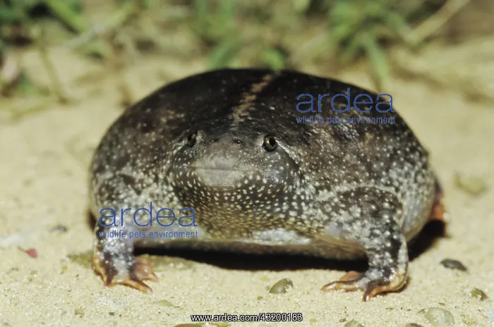 : Mexican Burrowing Toad (Rhinophrynus dorsalis) : Mexican Burrowing Toad (Rhinophrynus dorsalis)