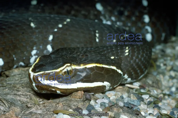 : Mexican Cantil / Mexican Moccasin Snake : Mexican Cantil / Mexican Moccasin Snake