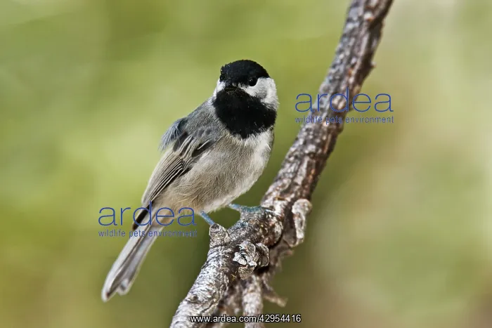 : Mexican Chickadee : Mexican Chickadee