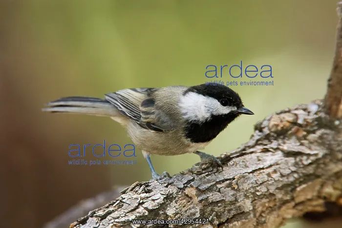 : Mexican Chickadee : Mexican Chickadee