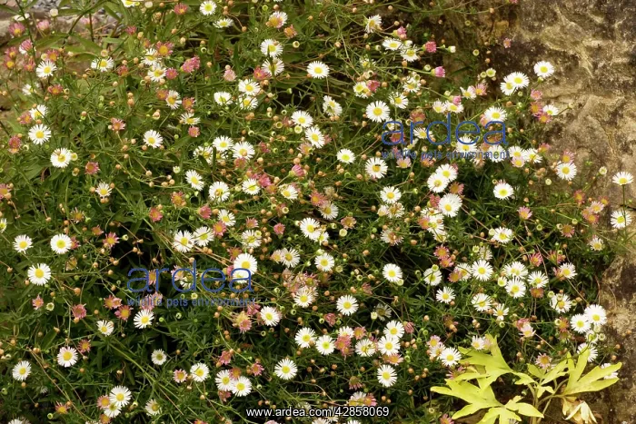 : Mexican fleabane : Mexican fleabane