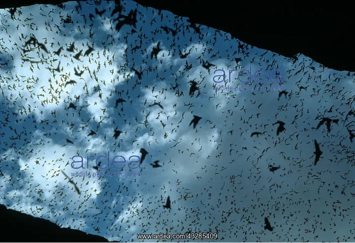 : Mexican free-tail Bats - evening flight : Mexican free-tail Bats - evening flight