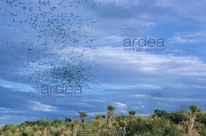 : Mexican Free-tail BATS- in flight : Mexican Free-tail BATS- in flight