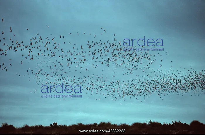 : Mexican FREE-TAIL BATS - flock flying at dusk : Mexican FREE-TAIL BATS - flock flying at dusk