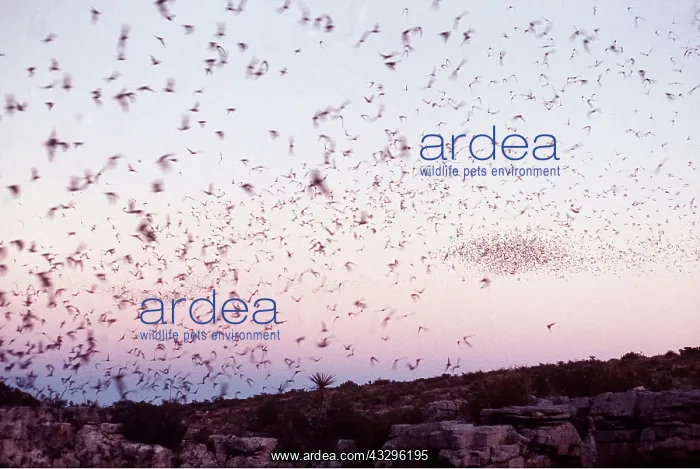 : Mexican free-tail BATS - leaving Carlsbad at dusk : Mexican free-tail BATS - leaving Carlsbad at dusk