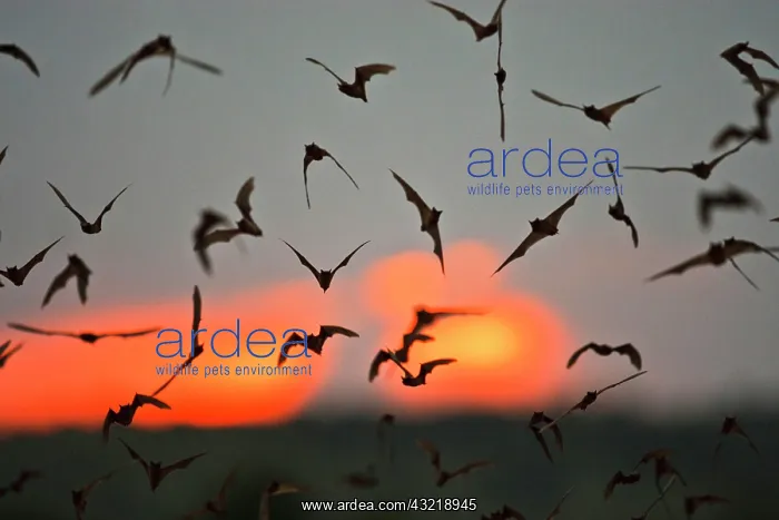 : Mexican Free-tailed Bats (Tadarida braziliensis) : Mexican Free-tailed Bats (Tadarida braziliensis)