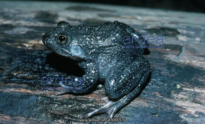 : Mexican Frog : Mexican Frog