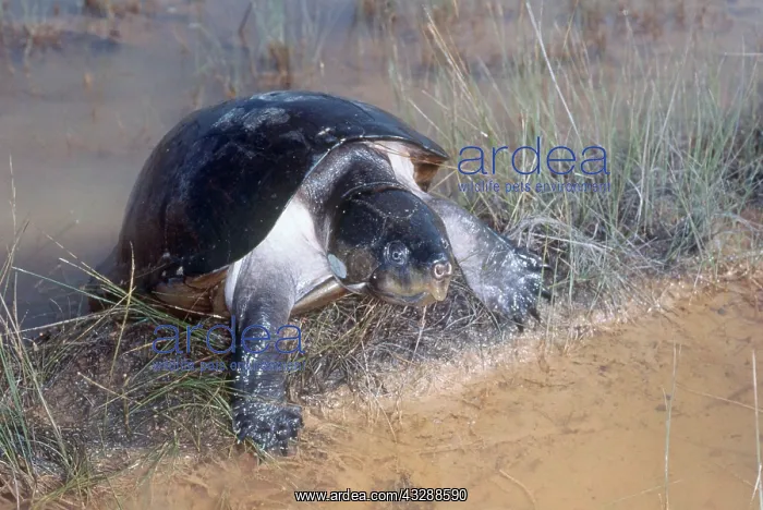 : Mexican giant musk turtle (Staurotypus triporcatus) : Mexican giant musk turtle (Staurotypus triporcatus)