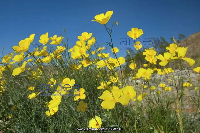 : Mexican Gold Poppies : Mexican Gold Poppies