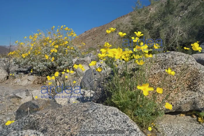  : Mexican Gold Poppies and Brittlebush (Encelia farinosa)