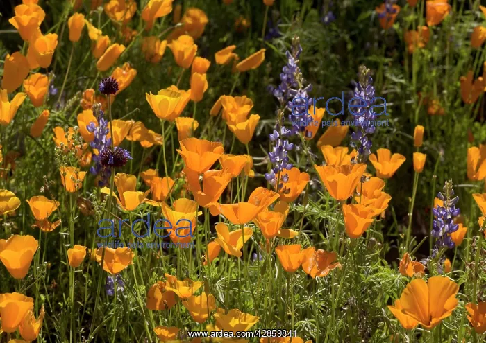 : Mexican Gold Poppies - with Lupines (Lupines sparsiflorus) : Mexican Gold Poppies - with Lupines (Lupines sparsiflorus)