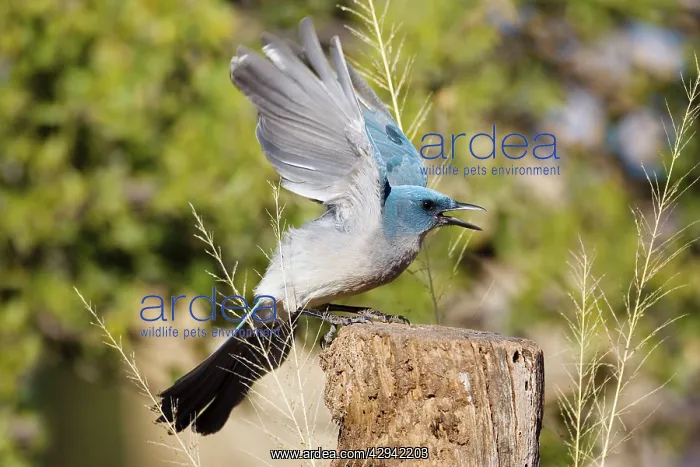 : Mexican / Gray-breasted Jay : Mexican / Gray-breasted Jay