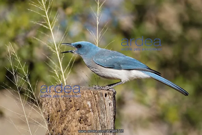 : Mexican / Gray-breasted Jay : Mexican / Gray-breasted Jay