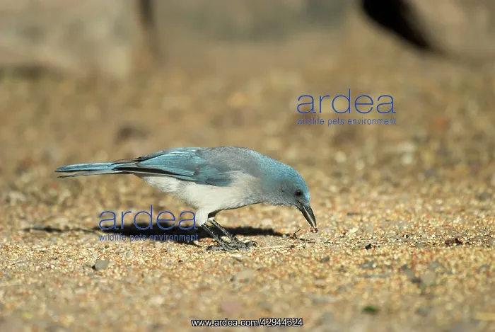 : Mexican / Gray-breasted Jay - Feeding on ground : Mexican / Gray-breasted Jay - Feeding on ground
