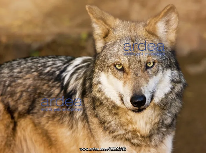 : Mexican Gray Wolf : Mexican Gray Wolf