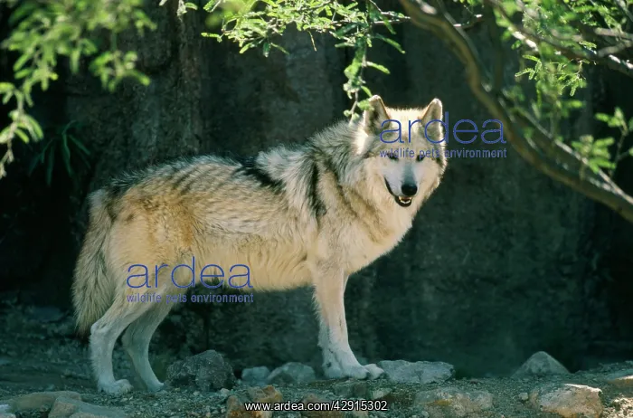 : MEXICAN GREY WOLF : MEXICAN GREY WOLF