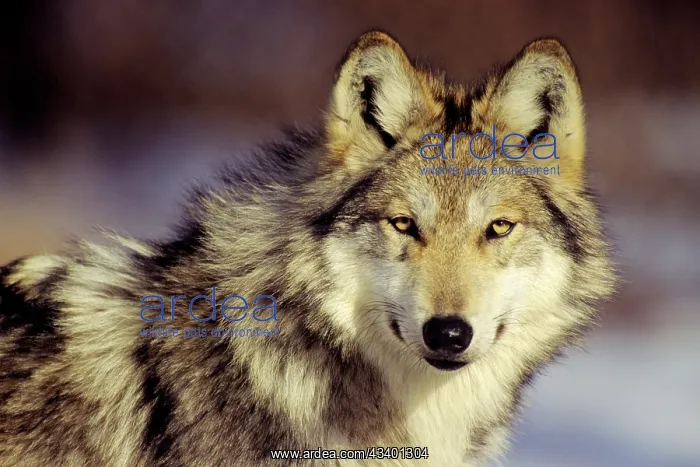 : Mexican Grey Wolf : Mexican Grey Wolf