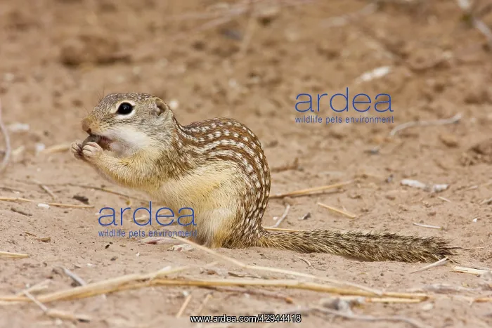 : Mexican Ground Squirrel : Mexican Ground Squirrel