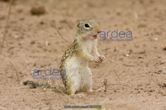 : Mexican Ground Squirrel : Mexican Ground Squirrel