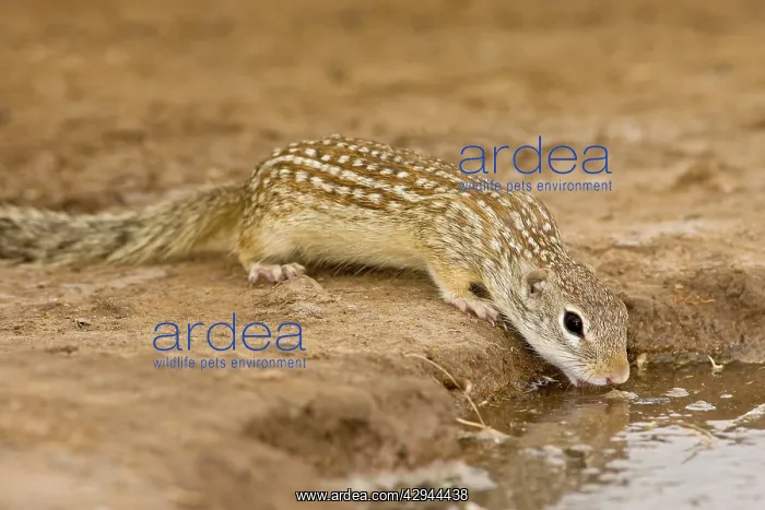 : Mexican Ground Squirrel : Mexican Ground Squirrel