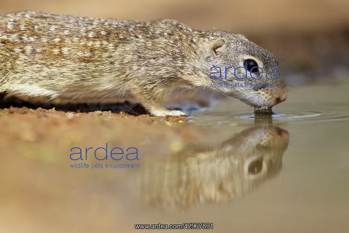 : Mexican Ground Squirrel - drinking : Mexican Ground Squirrel - drinking