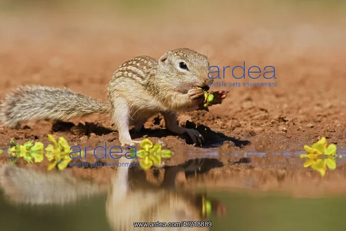: Mexican Ground Squirrel (Spermophilus mexicanus) : Mexican Ground Squirrel (Spermophilus mexicanus)