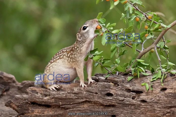 : Mexican Ground Squirrel (Spermophilus mexicanus) : Mexican Ground Squirrel (Spermophilus mexicanus)
