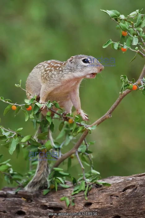 : Mexican Ground Squirrel (Spermophilus mexicanus) : Mexican Ground Squirrel (Spermophilus mexicanus)