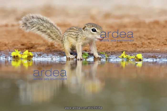 : Mexican Ground Squirrel (Spermophilus mexicanus) : Mexican Ground Squirrel (Spermophilus mexicanus)