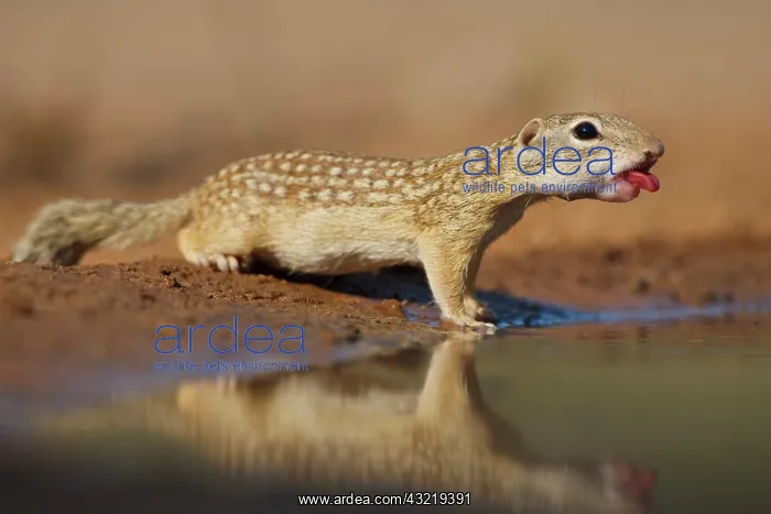 : Mexican Ground Squirrel (Spermophilus mexicanus) : Mexican Ground Squirrel (Spermophilus mexicanus)