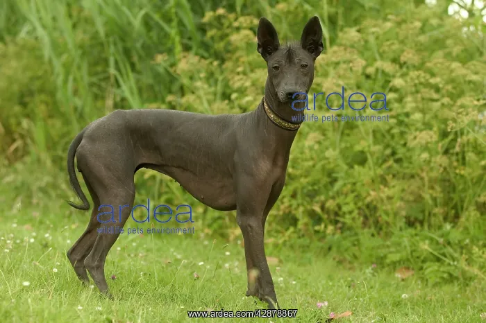 : Mexican Hairless / Tepeizeuintli / Xoloitzcuintli DOG : Mexican Hairless / Tepeizeuintli / Xoloitzcuintli DOG