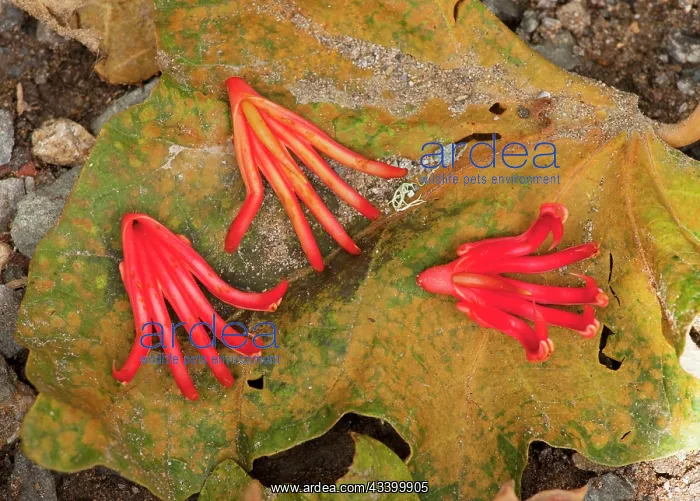 : Mexican Hand Tree / Devil's / Monkey's Hand Tree : Mexican Hand Tree / Devil's / Monkey's Hand Tree