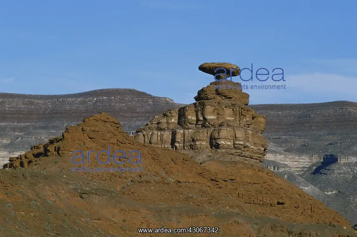 : Mexican Hat : Mexican Hat