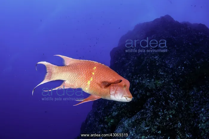  : Mexican hogfish, Bodianus diplotaenia, Socorro Island