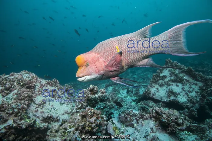 : Mexican hogfish (Bodianus diplotaenia) male hunting : Mexican hogfish (Bodianus diplotaenia) male hunting
