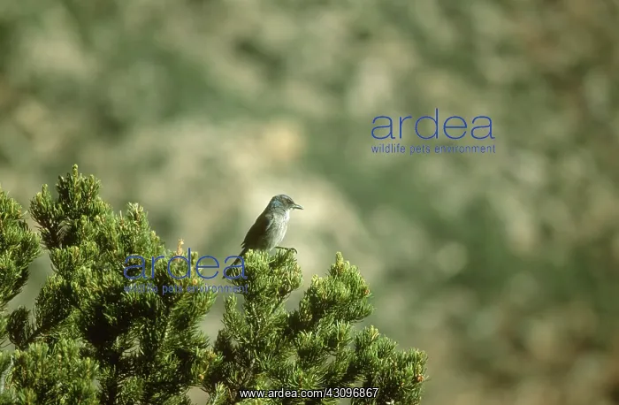 : Mexican Jay : Mexican Jay