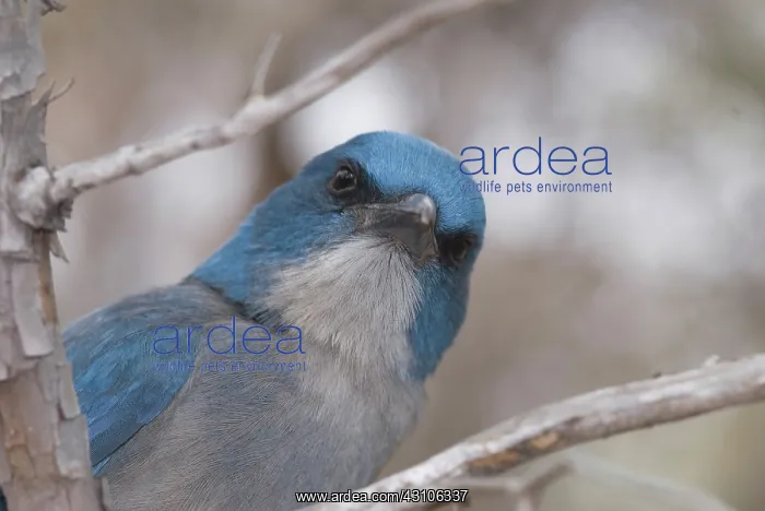 : Mexican jay, Aphelocoma ultramarina : Mexican jay, Aphelocoma ultramarina