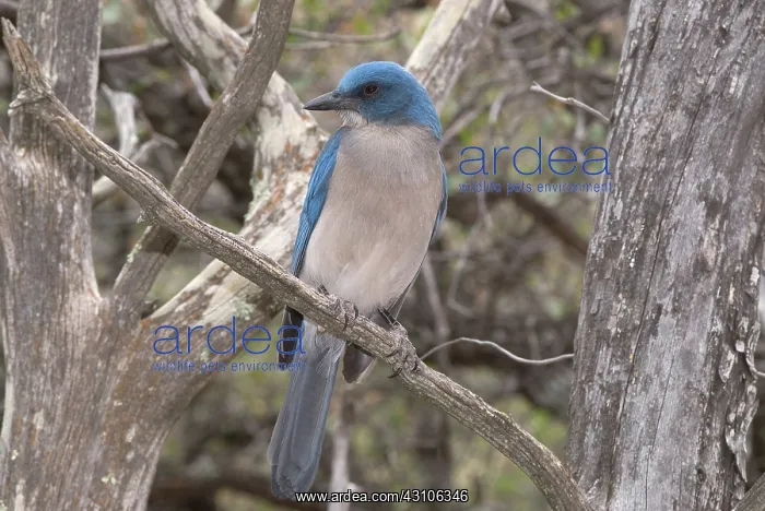 : Mexican jay, Aphelocoma ultramarina : Mexican jay, Aphelocoma ultramarina