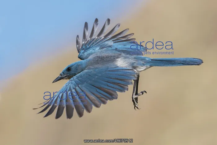 : Mexican jay preparing to alight in the desert of southern : Mexican jay preparing to alight in the desert of southern