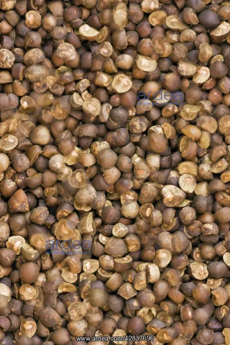 : Mexican Jumping Bean - In motion : Mexican Jumping Bean - In motion