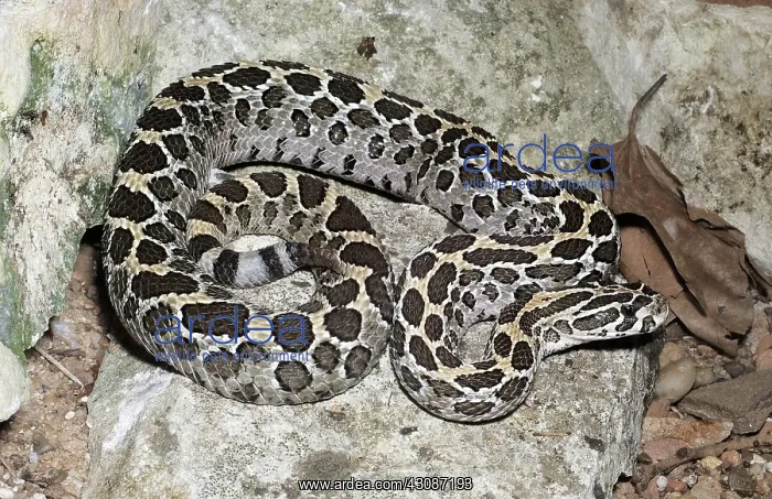 : Mexican Lance-Headed Rattlesnake : Mexican Lance-Headed Rattlesnake