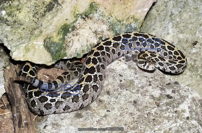 : Mexican Lance-Headed Rattlesnake : Mexican Lance-Headed Rattlesnake