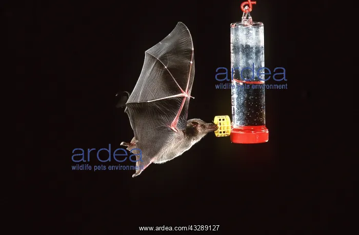  : Mexican long-nosed  /  long-tongued BAT - at hummingbird