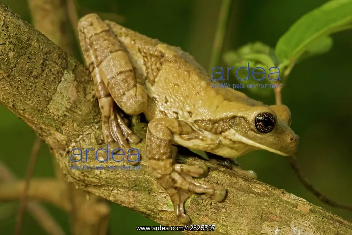 : Mexican Masked Treefrog : Mexican Masked Treefrog
