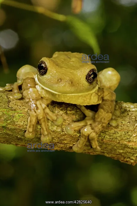 : Mexican Masked Treefrog : Mexican Masked Treefrog