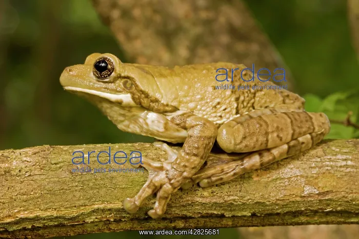 : Mexican Masked Treefrog : Mexican Masked Treefrog
