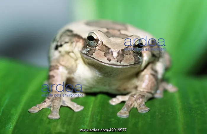 : Mexican Masked Treefrog : Mexican Masked Treefrog