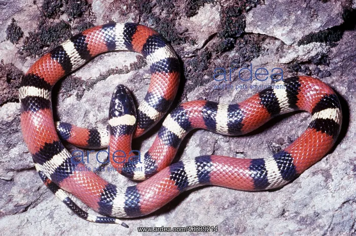 : MEXICAN MILK SNAKE - ON ROCKS : MEXICAN MILK SNAKE - ON ROCKS